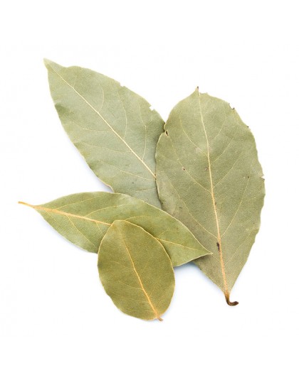 feuille-de-laurier